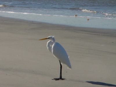 Cumberland Island National Seashore