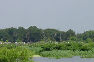 Thousands of endangered Wood storks nest at Harris Neck Nat'l Wildlife Mgmt Area, GA