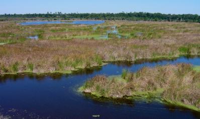 Okefenokee Swamp Nat'l Wildlife Ref., GA