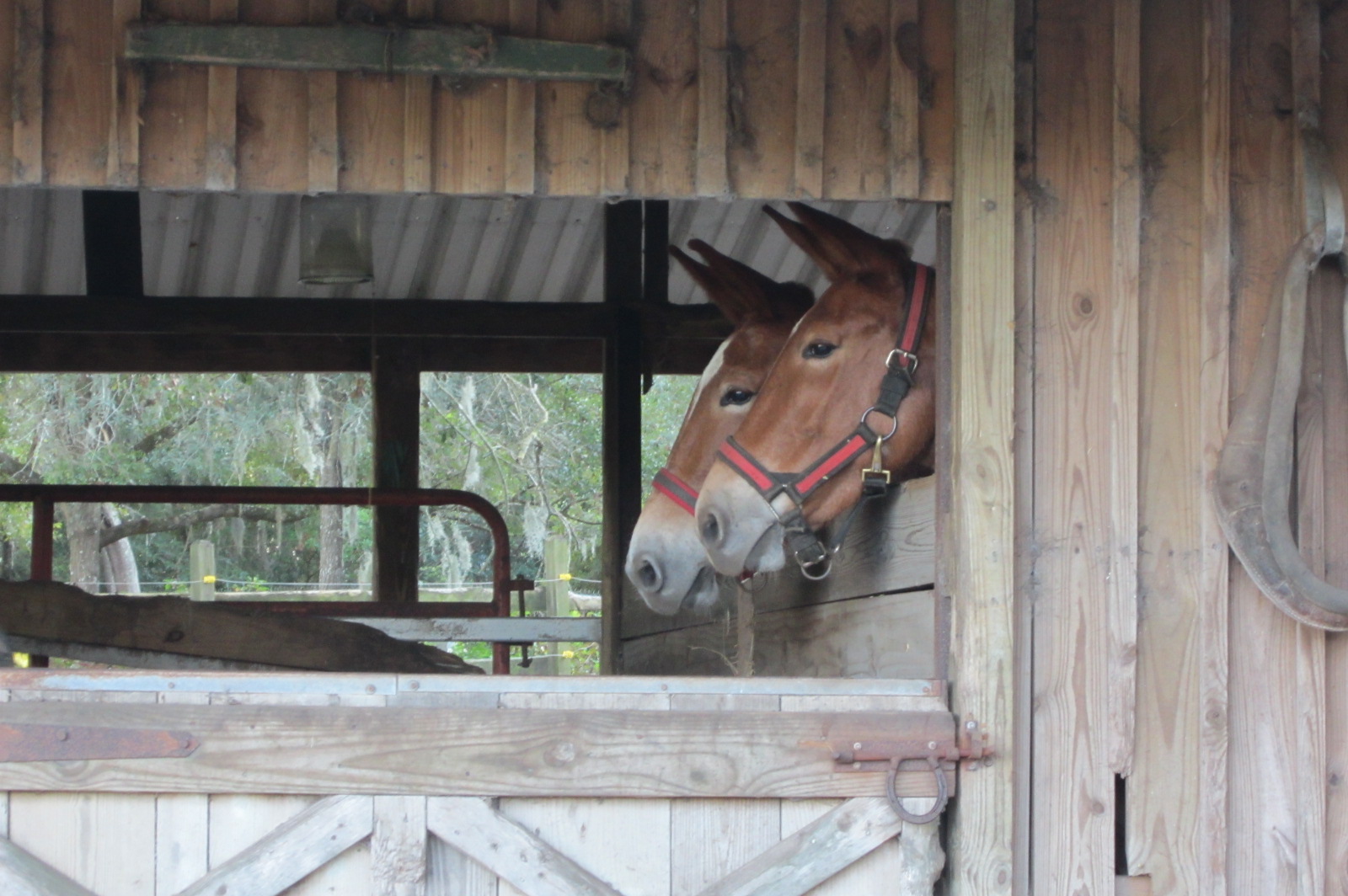 Ruby & Rusty keeping a watchful eye on their hay