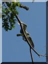 Our resident Osprey