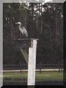 Great blue heron perched on the diving platform.